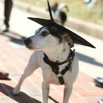 Photo of Samford University