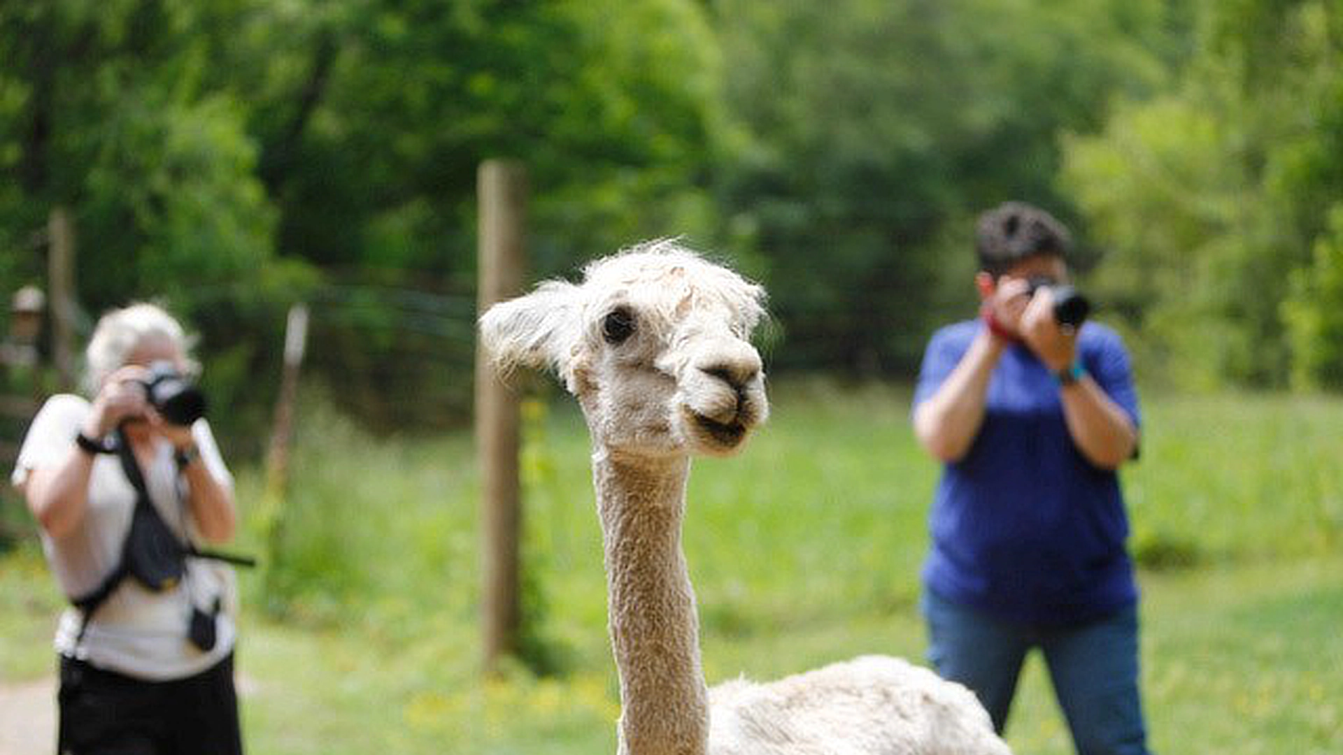 llama photography