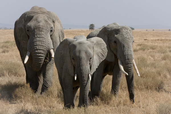 elephants