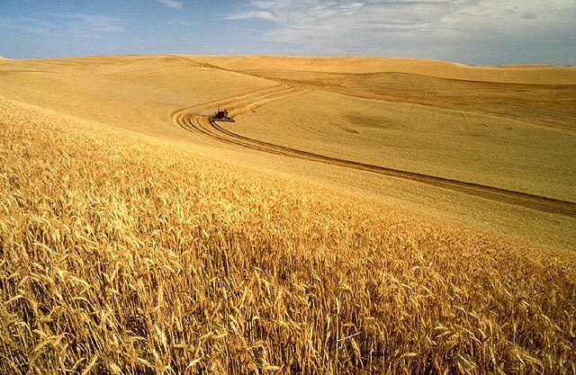 Wheat harvest