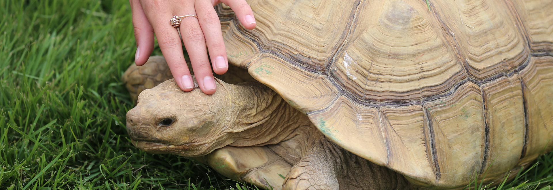 turtle at samford