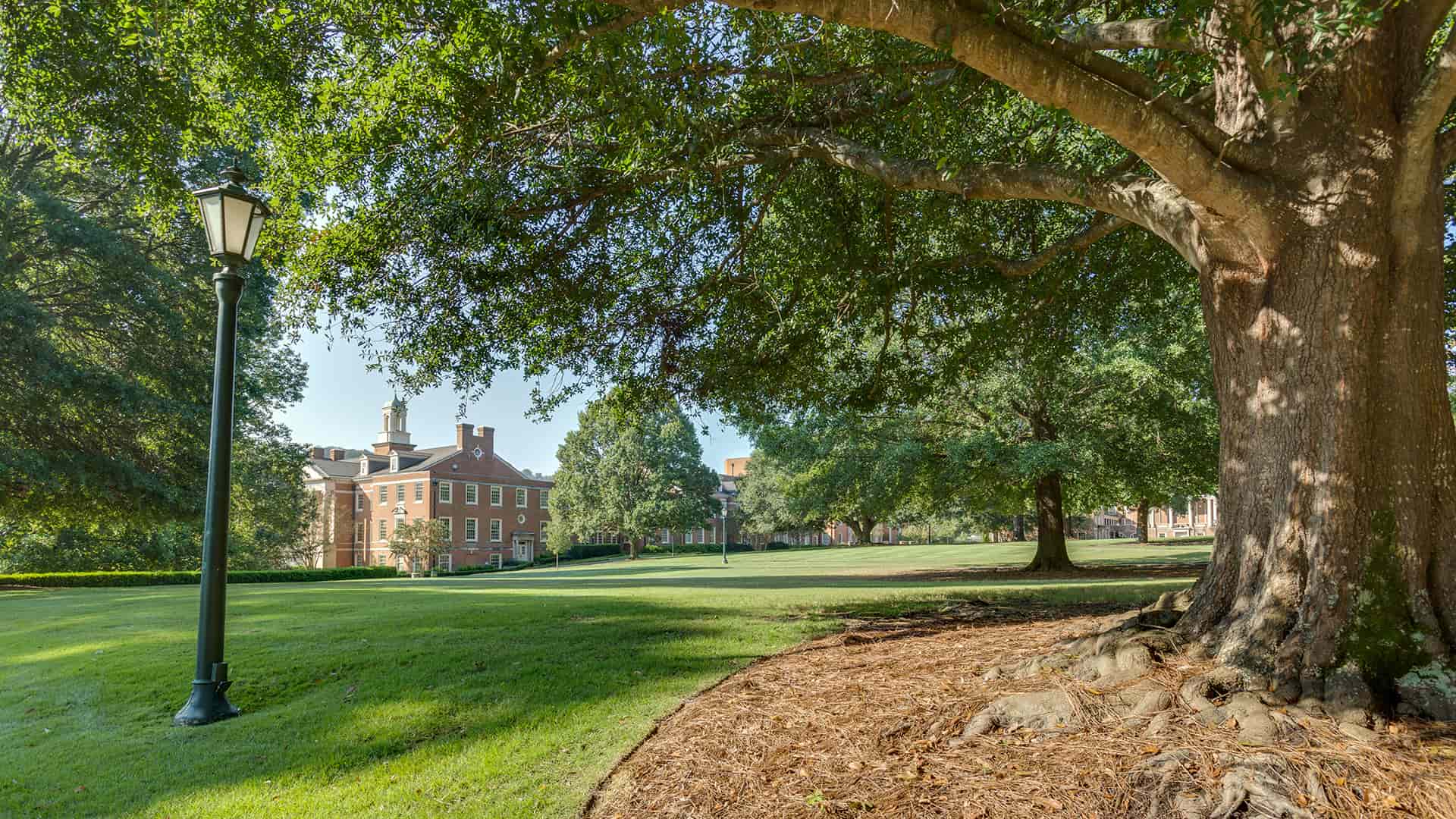 venerable old campus tree