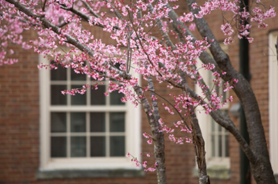 Spring Blossoms cs031602579