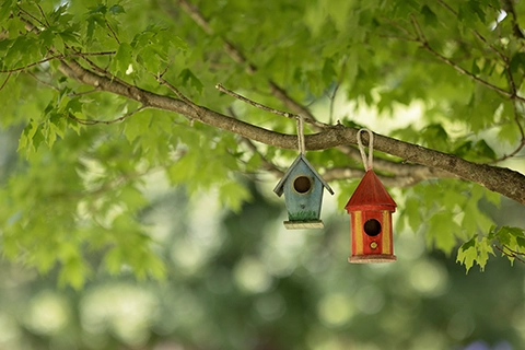 birdhouses