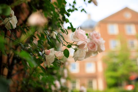 Pink Roses SD05200221