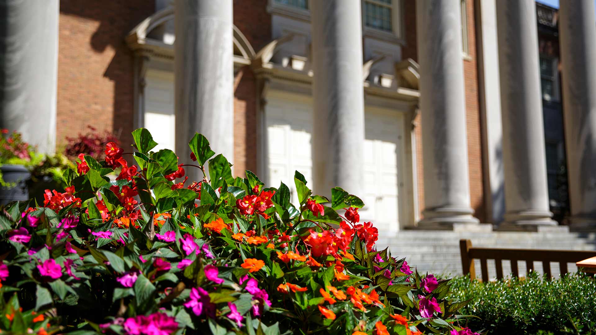 library flowers